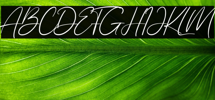 Allezia Sttacy Example 2