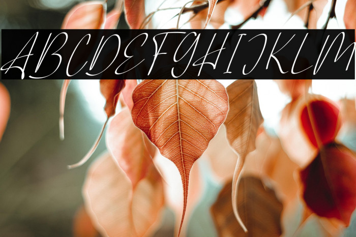 AlliantaFREE Example 2