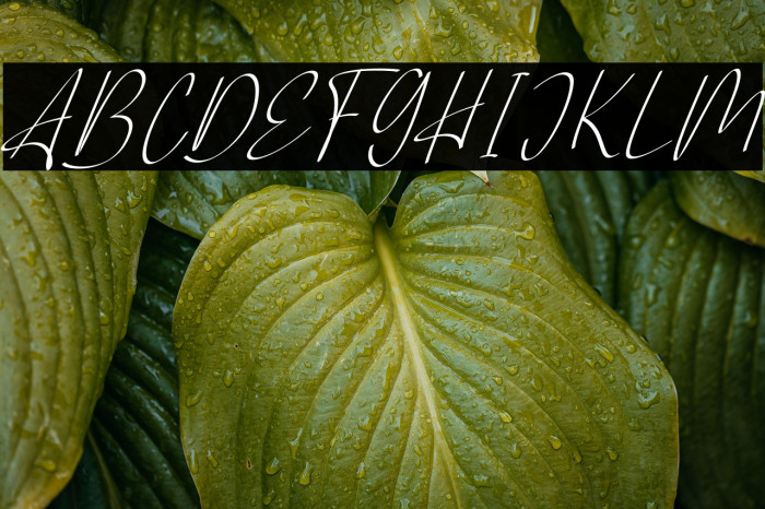 AlliantaFREE Example 3