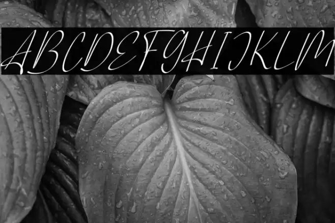 AlliantaFREE Font examples