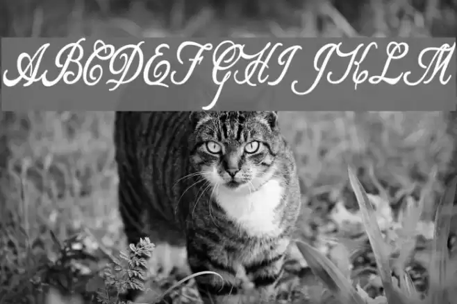 Allicia Personal Use   Cursive Font examples