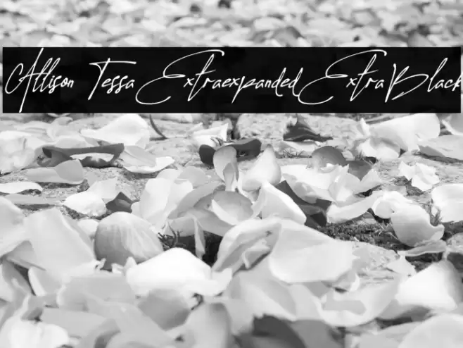Allison Tessa Extra-expanded ExtraBlack Font examples