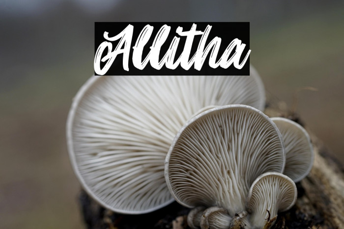 Allitha Example 2