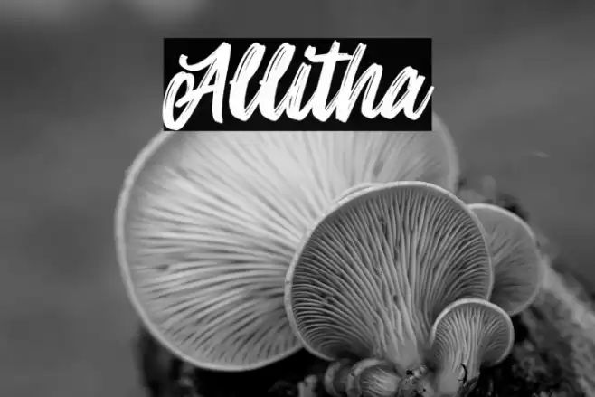 Allitha Font examples