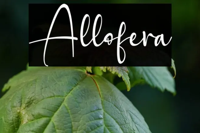 Allofera Example 3