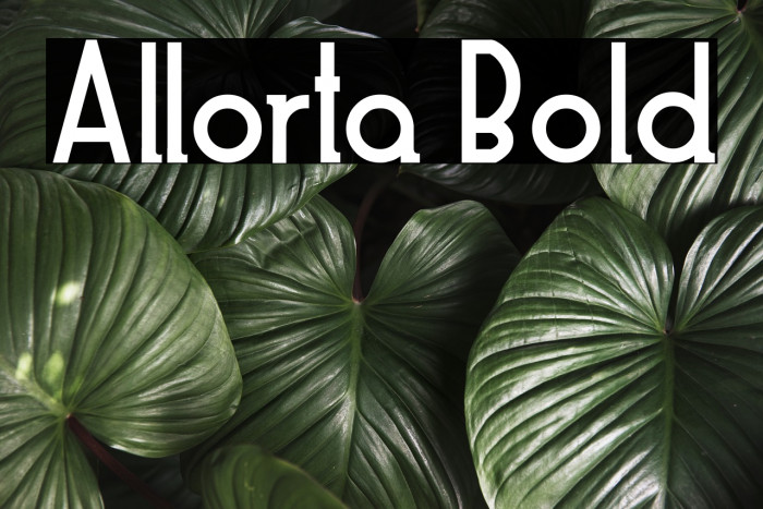 Allorta Bold Example 1