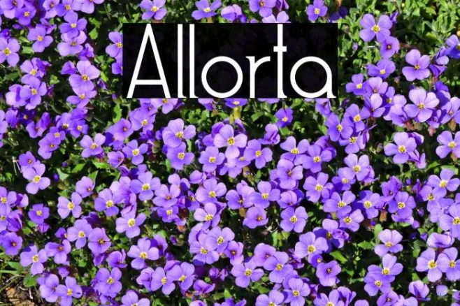Allorta Example 1