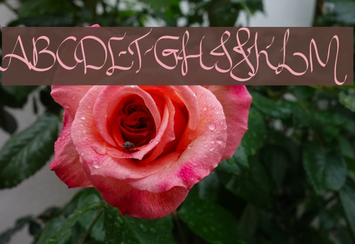 Allura Script Example 2