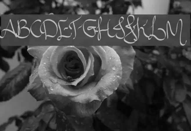 Allura Script Font examples