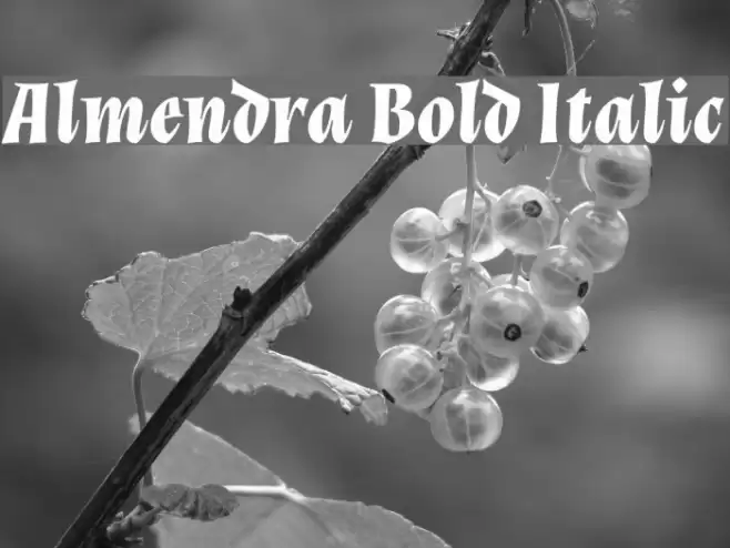 Almendra Bold Italic Font examples