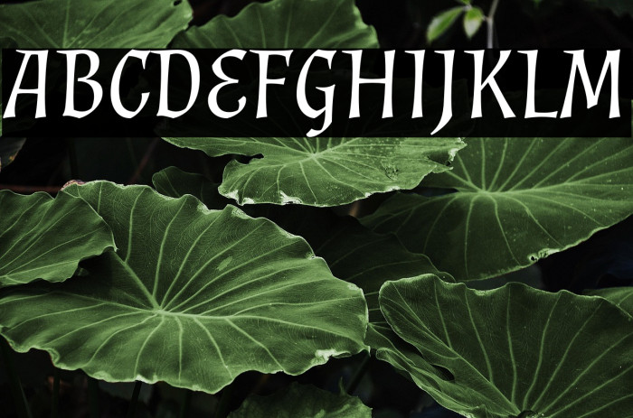 Almendra Italic Example 1