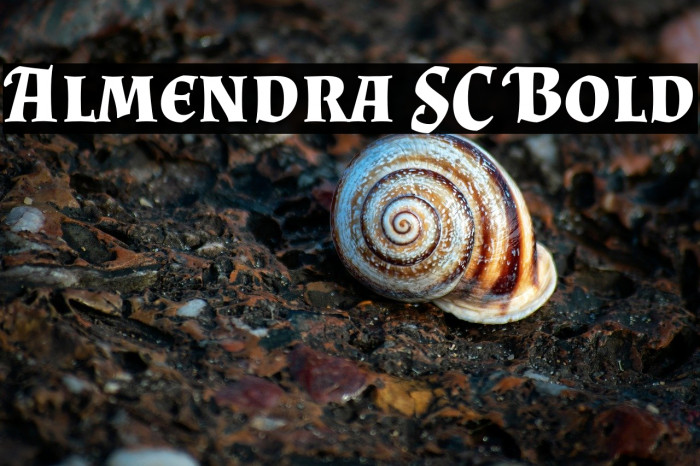 Almendra SC Bold Example 2
