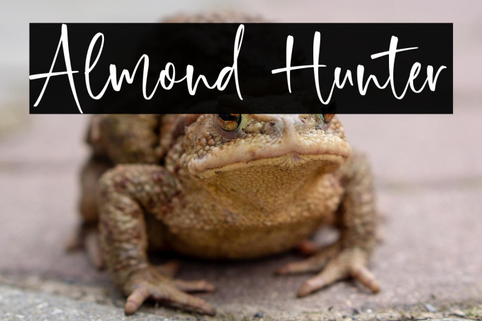 Almond Hunter Example 2