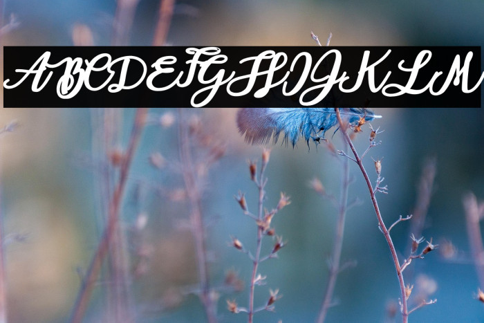 AlohaOctopusPersonalUse-Reg Example 2