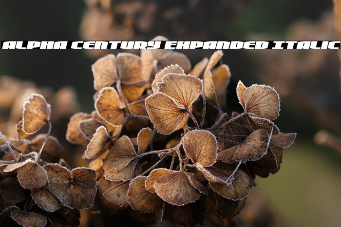 Alpha Century Expanded Italic Example 2