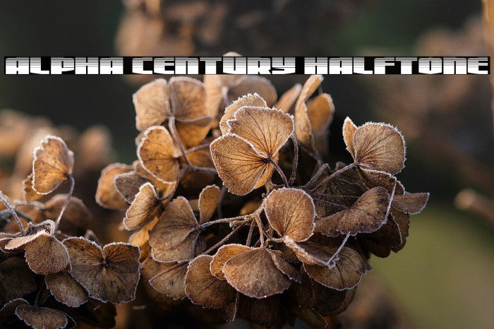 Alpha Century Halftone Example 3