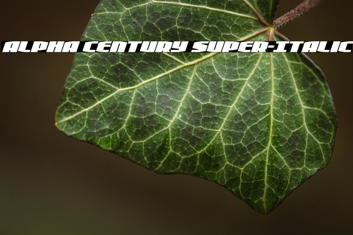 Alpha Century Super-Italic Example 1
