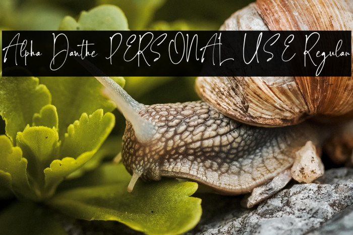 Alpha Danthe PERSONAL USE Regular Example 2