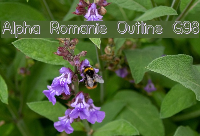 Alpha Romanie Outline G98 Font examples
