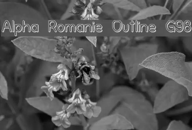 Alpha Romanie Outline G98 Polices examples