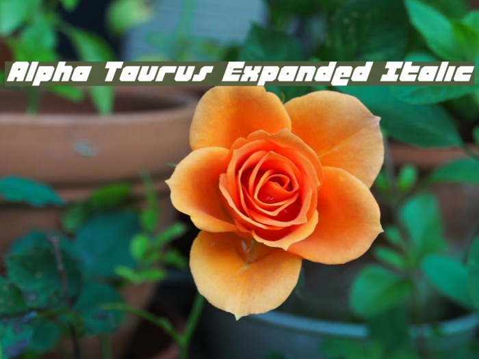 Alpha Taurus Expanded Italic Font examples