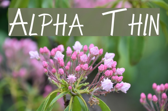 Alpha Thin Font examples
