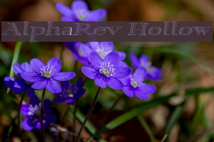 AlphaRev Hollow फ़ॉन्ट examples