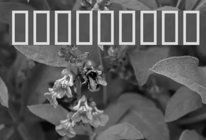 AlphaRope Font examples