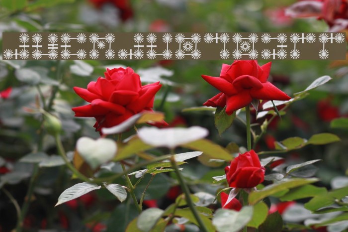 AlphabetGenii Font examples