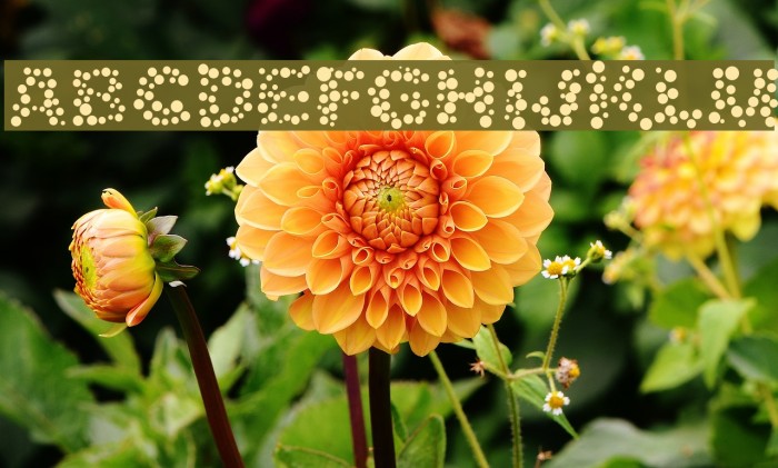 Alphabet_05 Font examples
