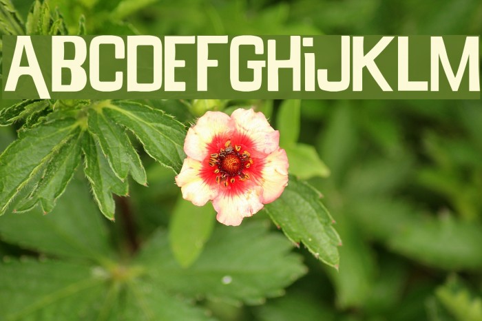 AlrightB Font examples