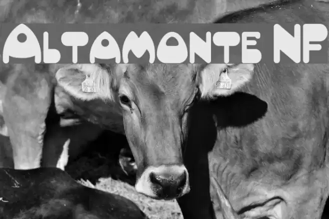 Altamonte NF Font examples