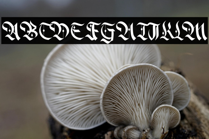 Alter Bridge Example 1