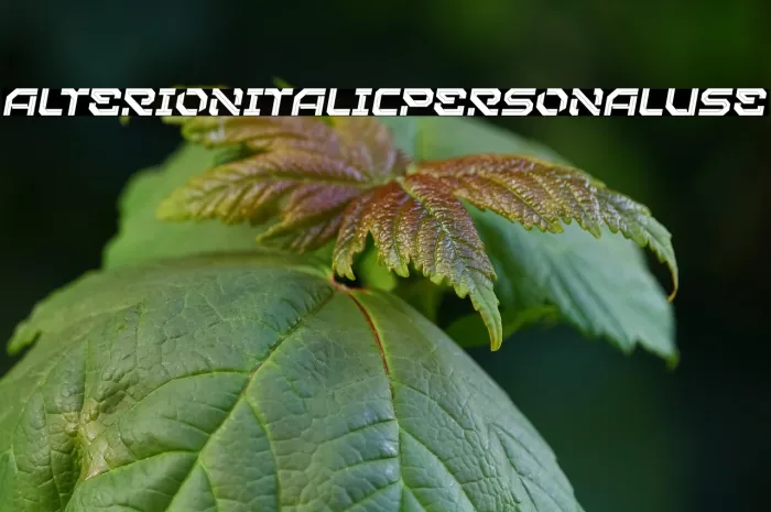 Alterion Italic Personal Use Example 1