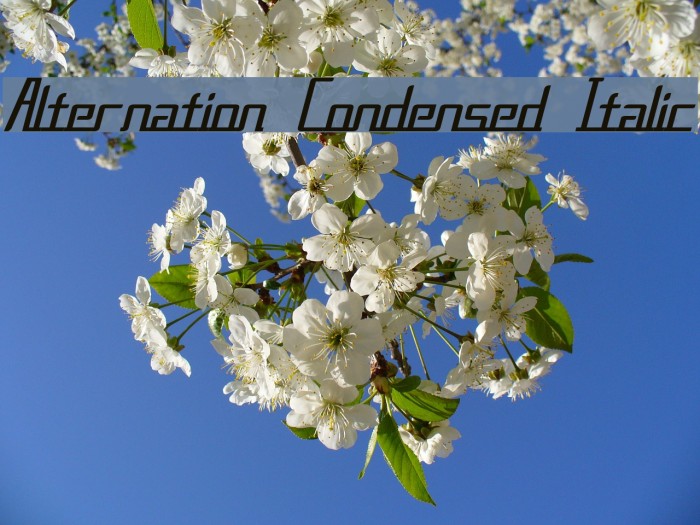 Alternation Condensed Italic Font examples