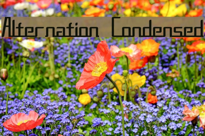 Alternation Condensed Font examples