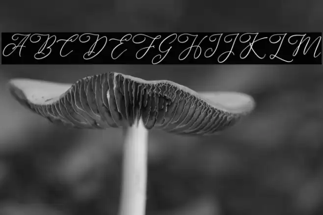 AlternationFREE Font examples