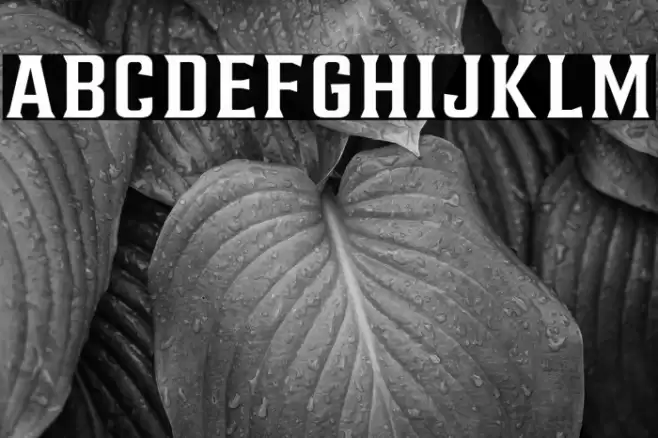 AlterousText Font examples