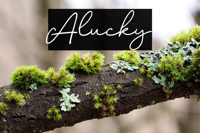 Alucky Example 2