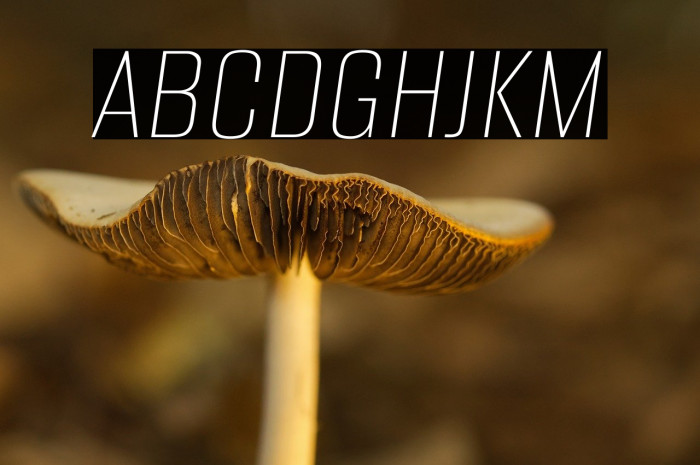 Alumni Sans Thin Italic Example 2