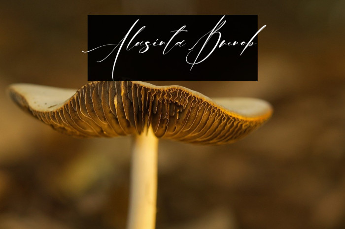 Alusinta Brenob Example 3