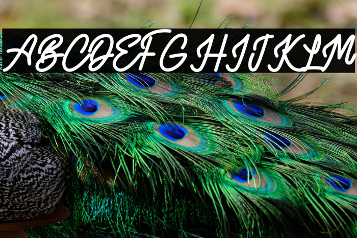 AlvaroFREE Example 1