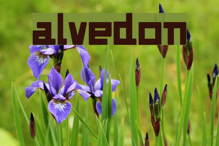Alvedon फ़ॉन्ट examples