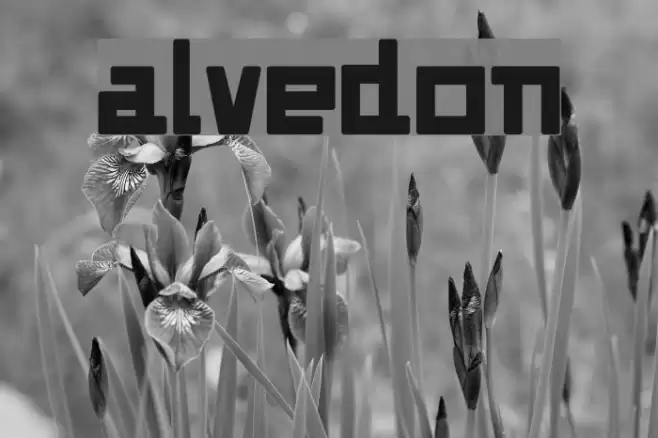 Alvedon Font examples