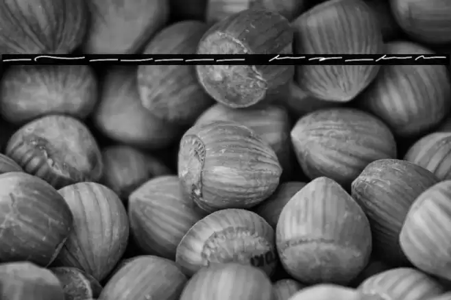 alabama swash Font examples