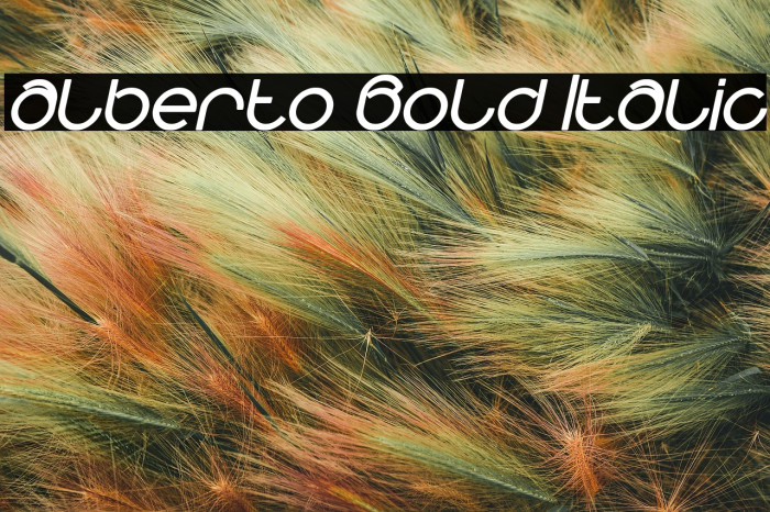 alberto Bold Italic Example 2
