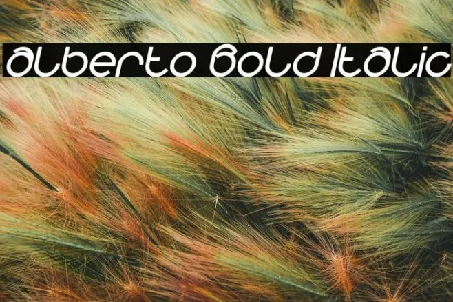 alberto Bold Italic Example 2