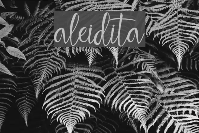 aleidita Font examples