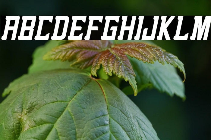 alenikh Italic Example 2