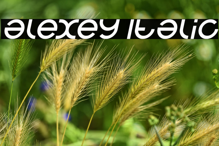 alexey Italic Example 1